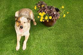 Pet Friendly Fake Grass